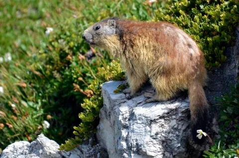 Alpine marmot on rock Foto stock