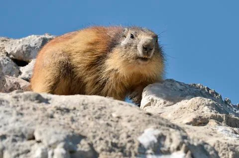 Alpine marmot on rock Stock Photos