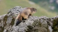Alpine Marmot On A Rock, Wildlife, Rodent Stock Footage