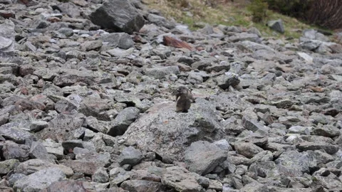 Alpine marmot in the rocks Stock Footage 277076754