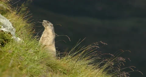 Alpine marmot standing on two legs then walking off Stock Footage 138987218