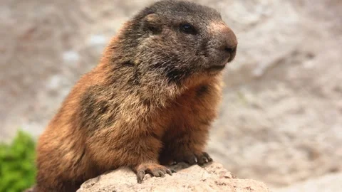Alpine marmot on a stone close-up portrait, marmots in the alps in the dolomites Stock Footage 312409541