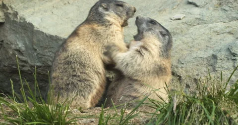 Alpine marmots arguing Stock-Footage 138987572