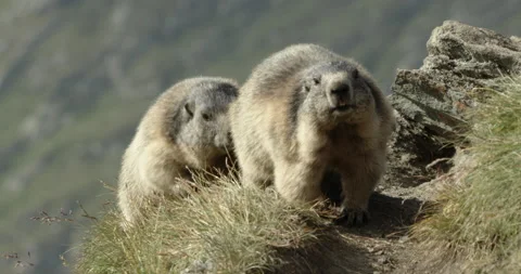 Alpine marmots arguing then walking towards camera, Europe 스톡 동영상 139820447