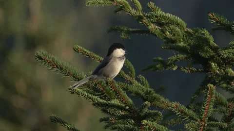 Alpine marsh tit (Poecile montanus) Cincia bigia alpestre Stock Footage 252156736