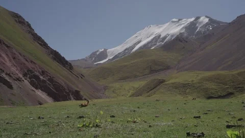 Alpine meadow below a snow capped Pamir peak, Tulpar-Kul Lake, Kyrgyzstan Stock Footage 347243224