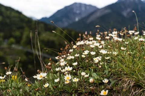 Alpine Meadow in Bloom Stock Photos