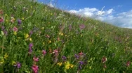 Alpine Meadow With Bright Wildflowers On Blue Sky Background. Stock Footage