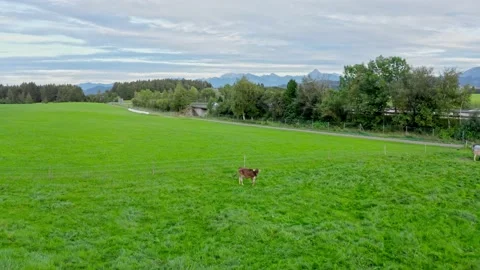 Alpine Meadow with Calf Stock Footage 234736416