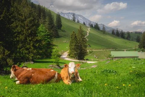 Alpine meadow with cows and rustic houses in Berchtesgaden National Park Stock Photos