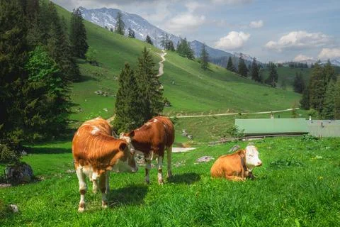 Alpine meadow with cows and rustic houses in Berchtesgaden National Park Stock Photos