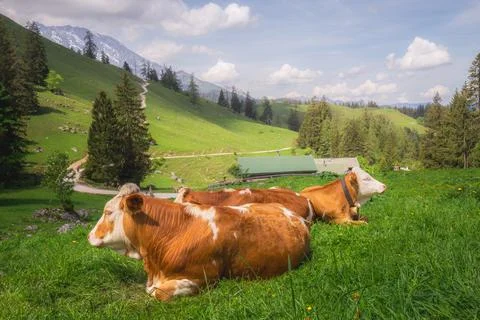 Alpine meadow with cows and rustic houses in Berchtesgaden National Park Stock Photos