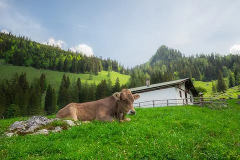 Alpine meadow with cows and rustic houses in Berchtesgaden National Park Stock Photos