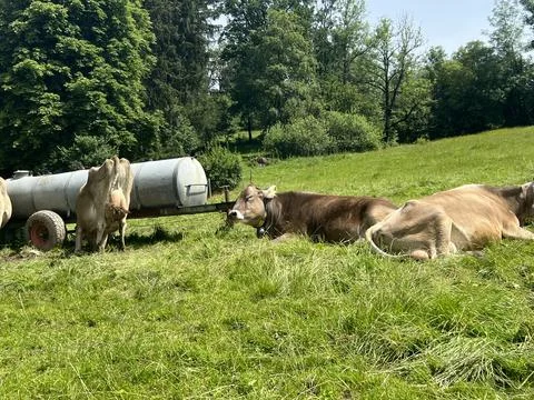 Alpine meadow with cows Stockfoto's