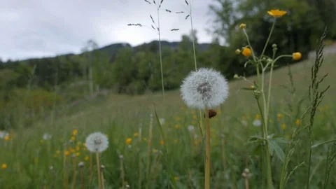 Alpine meadow dandelion Stock Footage 78633129
