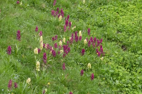Alpine meadow with Elder orchids Stock Photos