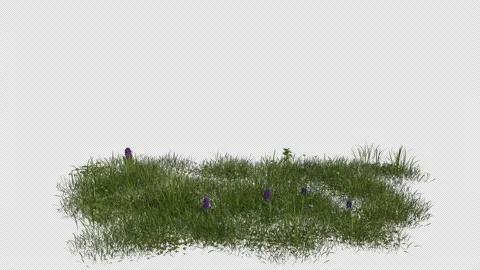 Alpine Meadow Field blowing in the wind Loop Animation. Alpha Channel Video stock 310406110