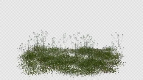 Alpine Meadow Field blowing in the wind Loop Animation. Alpha Channel Stock Footage 310406184