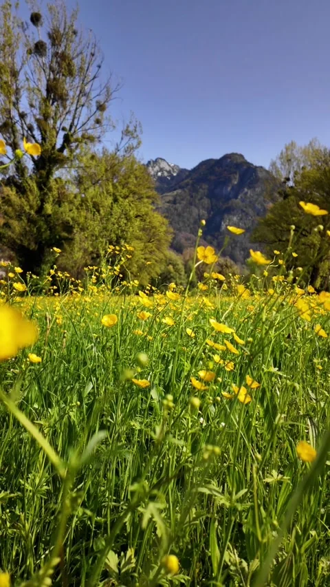 Alpine meadow filled with vibrant yellow wildflowers buttercups set against Stock Footage 327843193