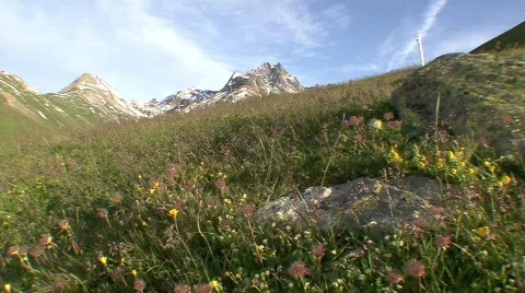 Alpine Meadow  Stock-Footage 514978