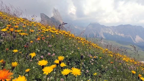 Alpine Meadow Stock Footage 115758732