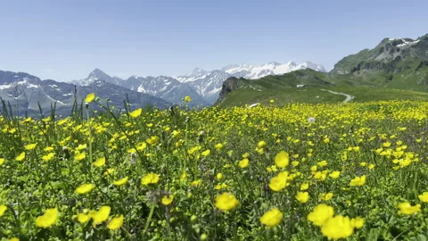 Alpine Meadow in Full Bloom with Flying Insects and Majestic Mountain Views Stock Footage 292320060