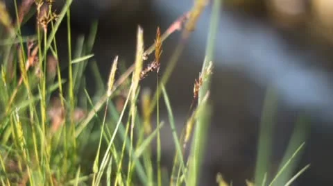 Alpine meadow grass and mountain stream Stock Footage 10804974