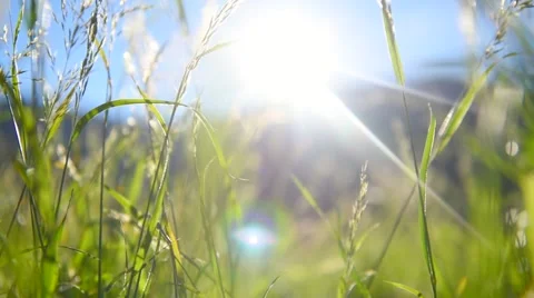 Alpine meadow. Grass closeup with sunbeams Stock Footage 59083763