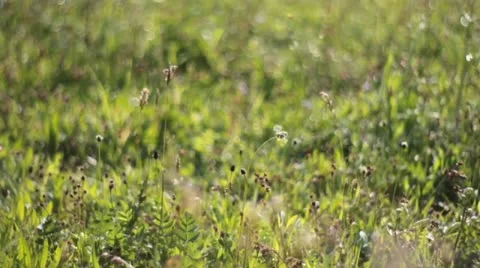 Alpine meadow grass Stock Footage 10804910