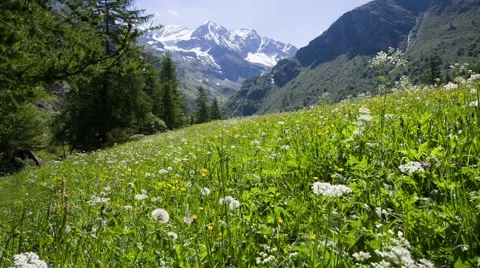 Alpine meadow , high quality - pan Stock Footage