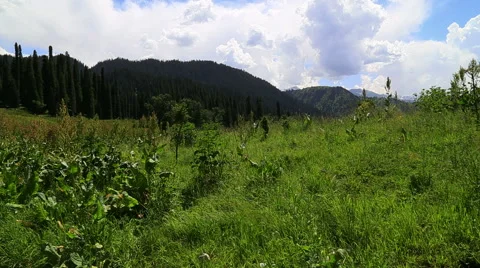 Alpine meadow, Ili River Valley Stock Footage 54940260