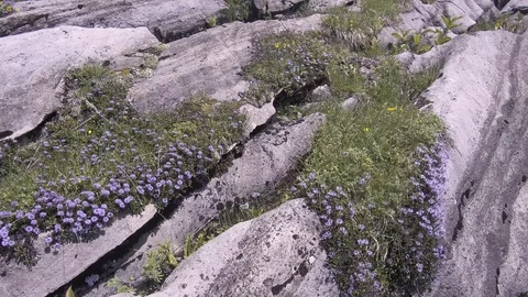 An alpine meadow with many rocks Stock-Footage 112335789