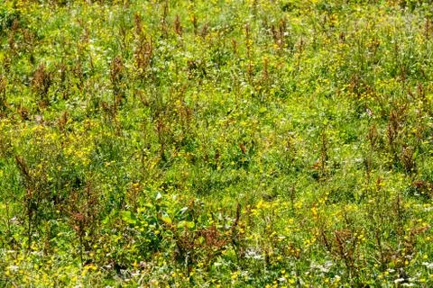 Alpine meadow Stock Photos