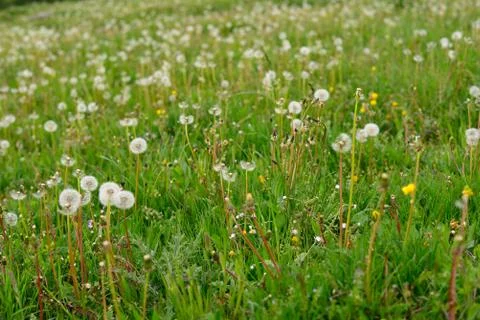 Alpine meadow Stock Photos