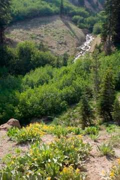 Alpine meadow 写真素材