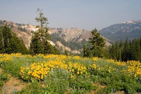 Alpine Meadow Stock Photos