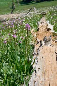 Alpine Meadow 写真素材