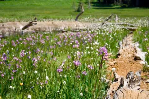 Alpine Meadow Stock Photos