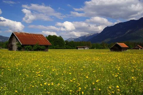 Alpine meadow Stock Photos