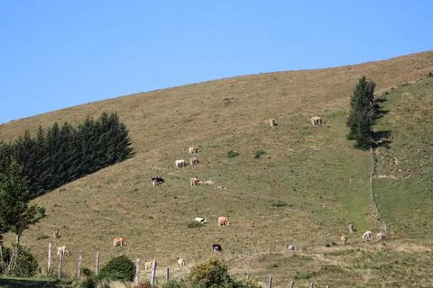 Alpine meadow Stock Photos