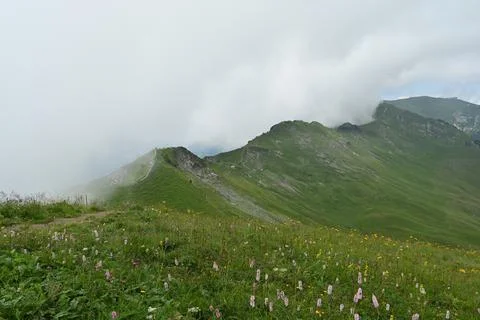Alpine meadow Stock Photos