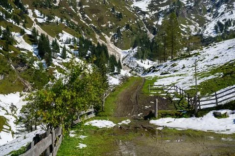 Alpine meadow with snow Stock Photos