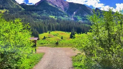 Alpine meadow in summer Stock Footage 272726145