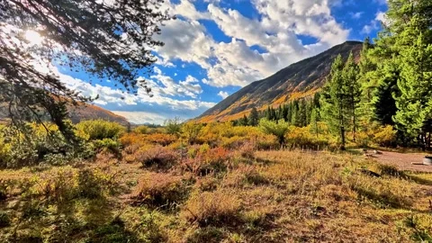 Alpine meadow in summer Stock Footage 272735813