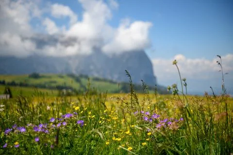 Alpine Meadow in Summer Stock Photos