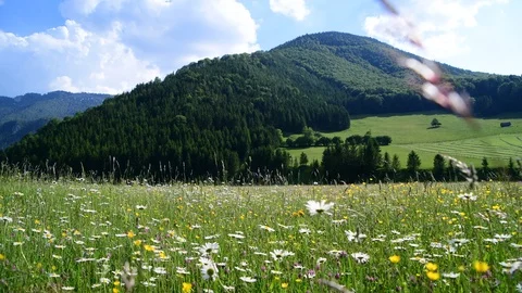 Alpine meadow in the valley bodinggraben Stock Footage 126809765