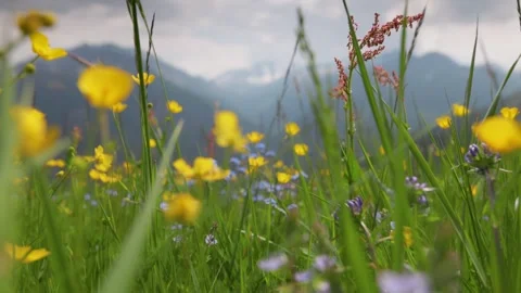 Alpine meadow with yellow and blue flowers and green grass. Camera moves through Stock-Footage 246741724
