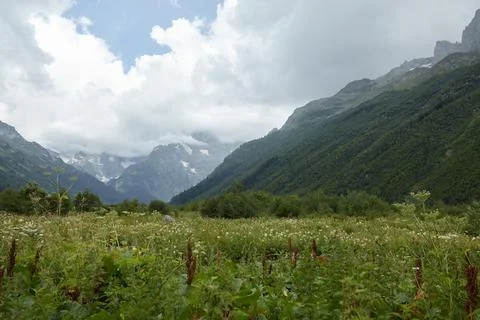 Alpine meadows and forest on the mountainside, blooming field and lawn with Stock Photos