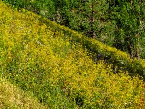 Alpine meadows filled Stock Photos
