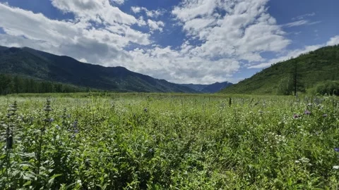 Alpine meadows in a mountain valley. Stock-Footage 303360881